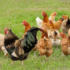 Mesures de biosécurité applicables aux basse-cours vis-à-vis du risque « grippe aviaire »
